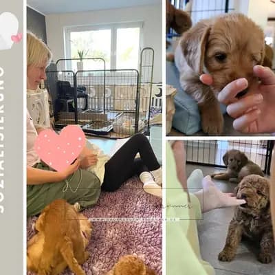 Bild aus Doodles of Windrunner in Nordrhein-Westfalen, wo unsere Australian Labradoodle-Hunde in einer liebevollen Umgebung aufwachsen.