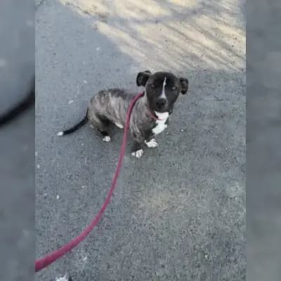Brutus