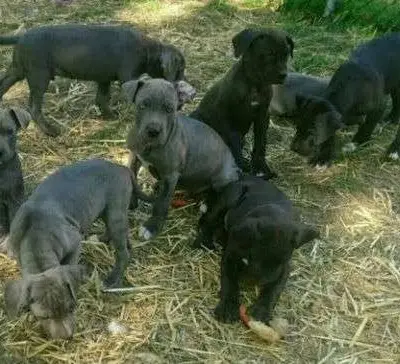 Galerie-Bild von Saupackerwelpen in Mecklenburg-Vorpommern, mit Eindrücken unserer Cane Corso Italiano-Zucht.