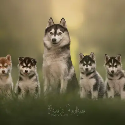 Galerie-Bild von Bright Little Bear  in Niedersachsen, mit Eindrücken unserer Siberian Husky-Zucht.