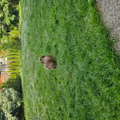 Bild aus Bolomisie in Niederösterreich, wo unsere Bolonka Zwetna (Nationale Rasse)-Hunde in einer liebevollen Umgebung aufwachsen.