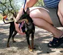 Manchester Terrier (Toy)