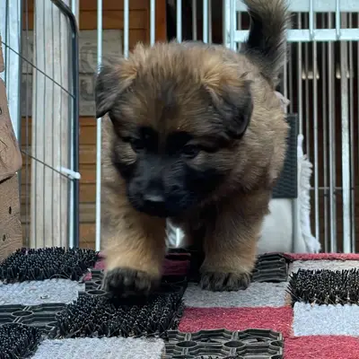 Bild aus Zuchtstätte Dt. Schäferhunde "of Wolfcubs" in Saarland, wo unsere Deutscher Schäferhund-Hunde in einer liebevollen Umgebung aufwachsen.