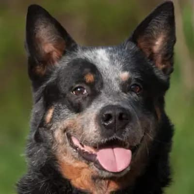 Titelbild von Of Warrigals Spirits in Steiermark, Heimat unserer Australian Cattle Dog-Zucht.