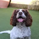 English Springer Spaniel