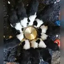 Bushwagger’s cover