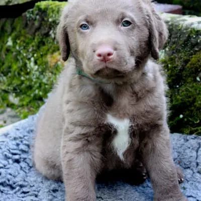 Galerie-Bild von Witchess - Chesapeake Bay Retriever Zucht in Hessen, mit Eindrücken unserer Chesapeake Bay Retriever-Zucht.