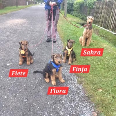 Bild aus Zwinger vom Elbsandstein in Sachsen, wo unsere Airedale Terrier-Hunde in einer liebevollen Umgebung aufwachsen.