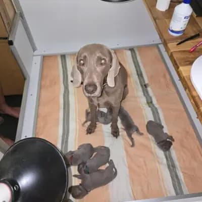 Schwarz – Weimaraner Welpe, Baden-Württemberg