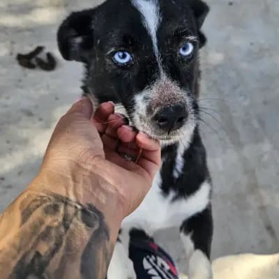Nala