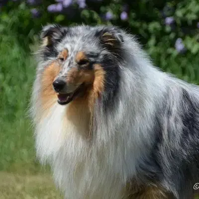 Collies & Shelties from Cherryblossom Dream cover