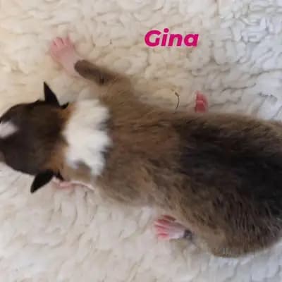 Gina von der Brettachwiese - Collie (Langhaar) Welpe in Baden-Württemberg