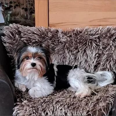 Bild aus Of Sunflower in Hessen, wo unsere Yorkshire Terrier-Hunde in einer liebevollen Umgebung aufwachsen.