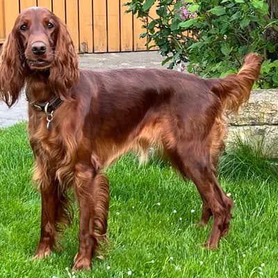 Galerie-Bild von of the maroon fellows in Bayern, mit Eindrücken unserer Irish Red Setter-Zucht.