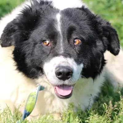 Timion – Border Collie, Hessen, Im Tierheim Das kleine Tierheim angeschlossen an Pferd und Hund e.V.