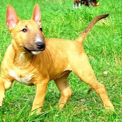 Emma – Miniature Bullterrier Welpe, Niedersachsen, Grootgebracht door Kawaakari