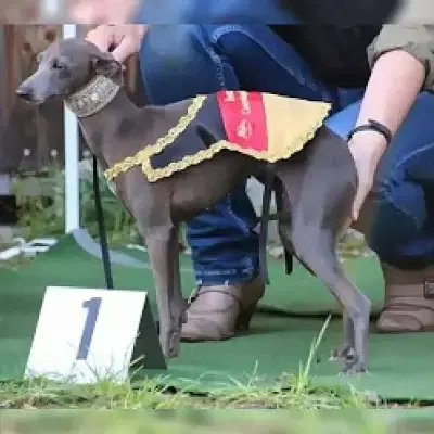 Stella di Celeste cover