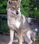 Shikoku