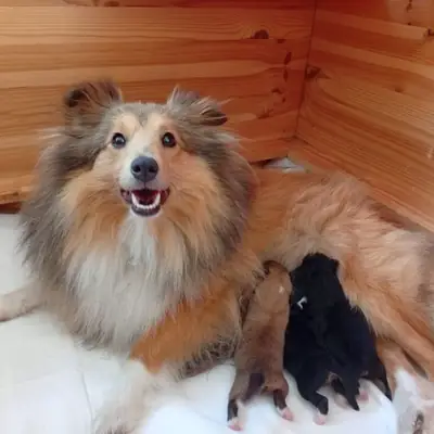 Charlie Brown – Shetland Sheepdog Welpe, Baden-Württemberg, Wychowany przez Hundezucht vom friedlichen Berg 