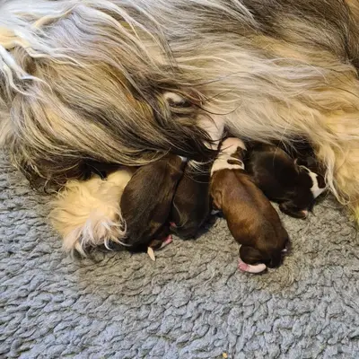 Galerie-Bild von von Rmi.lam Khyi in Niedersachsen, mit Eindrücken unserer Tibet Terrier-Zucht.