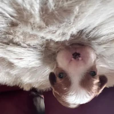 Foto von Bella, einem Cavalier King Charles Spaniel-Welpe in Rheinland-Pfalz.