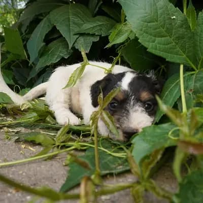 Bild aus vom Reichenwalder Land in Brandenburg, wo unsere Parson Russell Terrier-Hunde in einer liebevollen Umgebung aufwachsen.