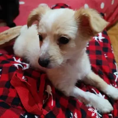 MAGGIE