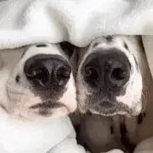 Dolce Dalmata vom Gläserberg cover