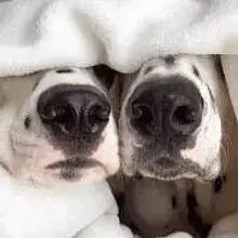 Dolce Dalmata vom Gläserberg cover