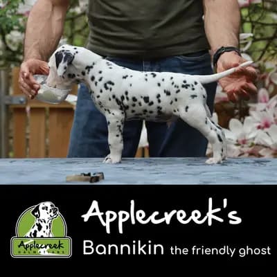 Applecreek’s Bannikin the friendly ghost – Dalmatiner Welpe, Bayern, Aufgezogen von Applecreek 