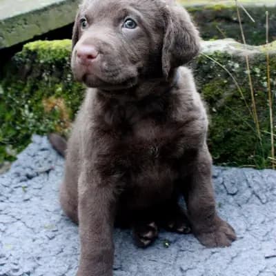 Galerie-Bild von Witchess - Chesapeake Bay Retriever Zucht in Hessen, mit Eindrücken unserer Chesapeake Bay Retriever-Zucht.