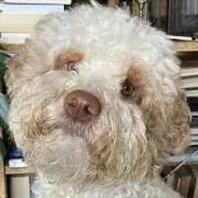 Salotti pieni d'amore cover