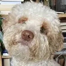 Salotti pieni d'amore cover