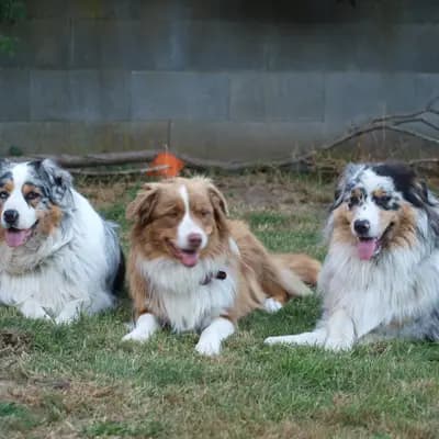 Von den Ottgers 