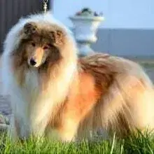 from four Limewoods cover