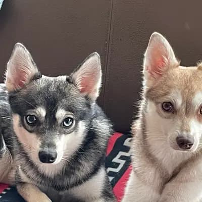 Galerie-Bild von Alaskan Klee Kai at Aurora in Baden-Württemberg, mit Eindrücken unserer Alaskan Klee Kai-Zucht.