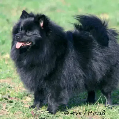 Ellinghorst’s cover