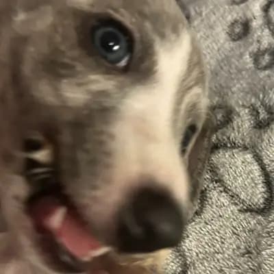 Bild aus Whippets of Poet‘s Corner  in Baden-Württemberg, wo unsere Whippet-Hunde in einer liebevollen Umgebung aufwachsen.