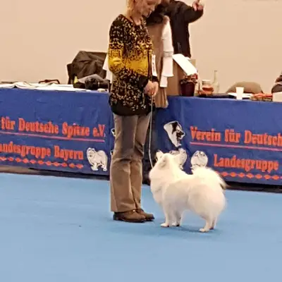 Galerie-Bild von Edelweiss vom Buchenbach  in Baden-Württemberg, mit Eindrücken unserer Japan Spitz-Zucht.