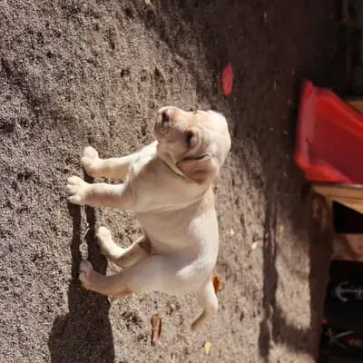 Bild aus Labradorzucht von der alten Oberförsterei in Thüringen, wo unsere Labrador Retriever-Hunde in einer liebevollen Umgebung aufwachsen.