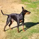 Manchester Terrier