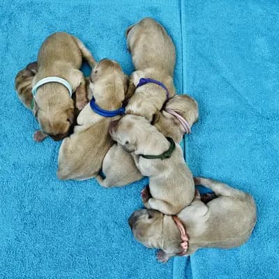 Dream of Ambers Duke - Labrador Retriever Welpe in Bayern