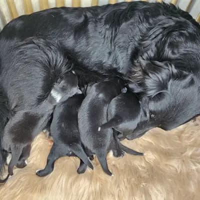 Bild aus Robert Muttenhammer  in Bayern, wo unsere Australian Shepherd-Hunde in einer liebevollen Umgebung aufwachsen.