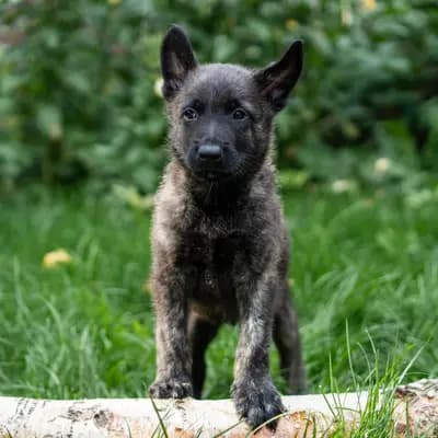 Galerie-Bild von Holländische Schäferhunde od Zlaté Sovy in Nordrhein-Westfalen, mit Eindrücken unserer Hollandse Herdershond (Holländischer Schäferhund)-Zucht.