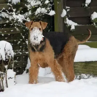 of King's Aire cover