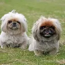 Pekingese
