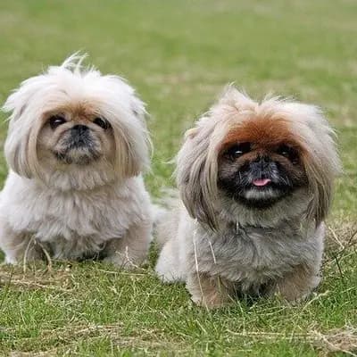 Pekingese breed