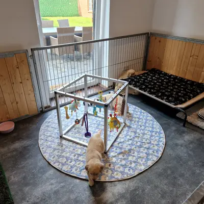 Bild aus Vom Steller Moor in Niedersachsen, wo unsere Golden Retriever-Hunde in einer liebevollen Umgebung aufwachsen.