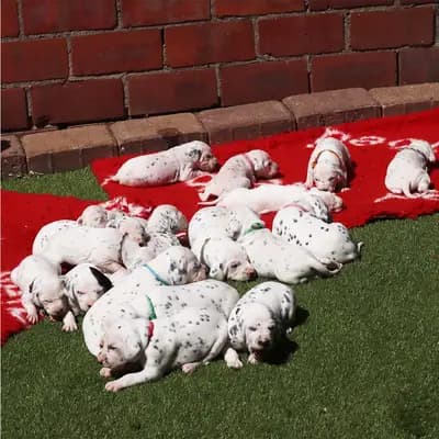 Bild aus COF Spots Dalmatiner in Niedersachsen, wo unsere Dalmatiner-Hunde in einer liebevollen Umgebung aufwachsen.