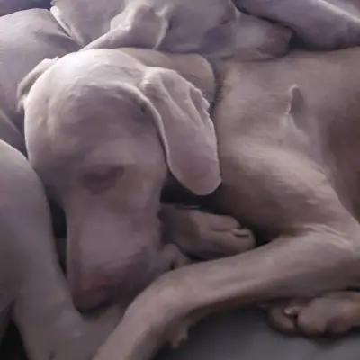 Foto von Misty, einem Weimaraner (kurzhaar)-Elternhund in Niederösterreich.